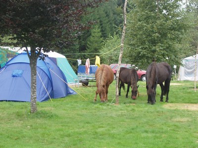 En plotseling waren er paarden op de camping