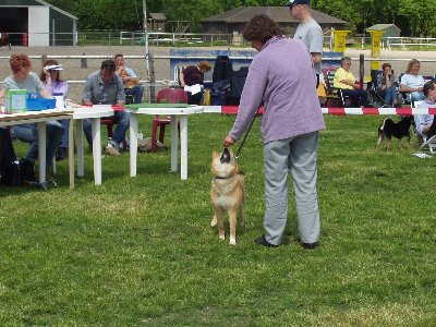 De allergrootste Shiba van de dag